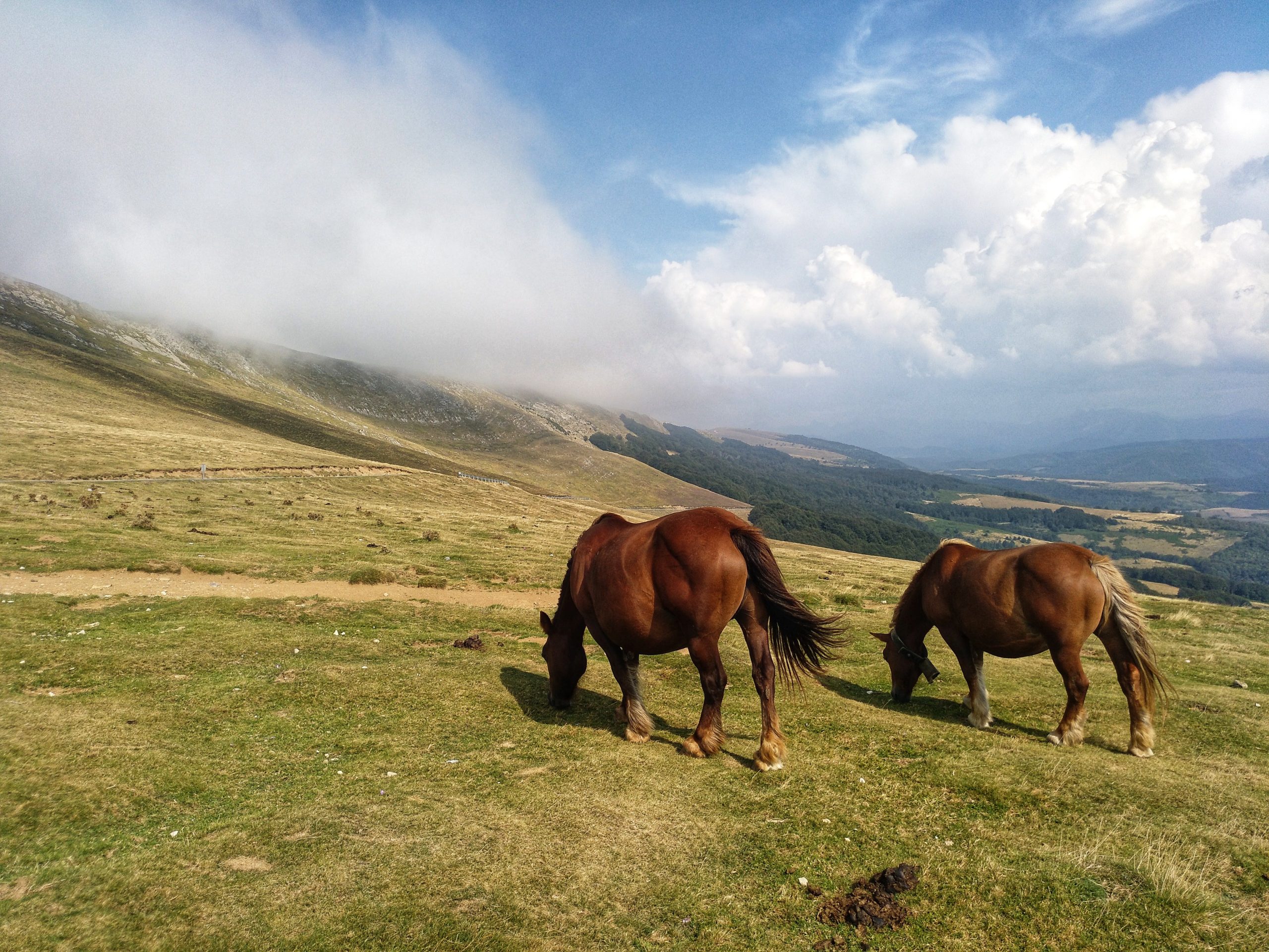 Caballos La Naturaleza A Vuestros Pies En Irati y La Ultzama