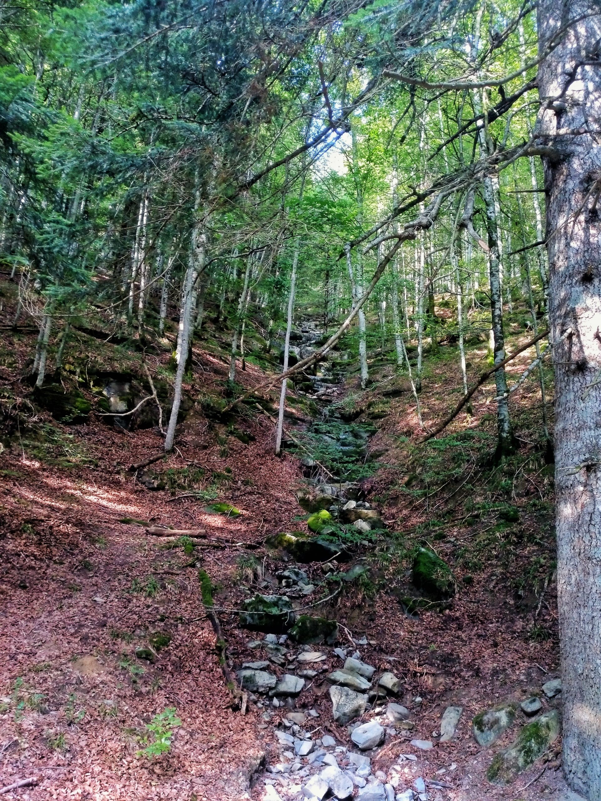 La Naturaleza A Vuestros Pies En Irati y La Ultzama