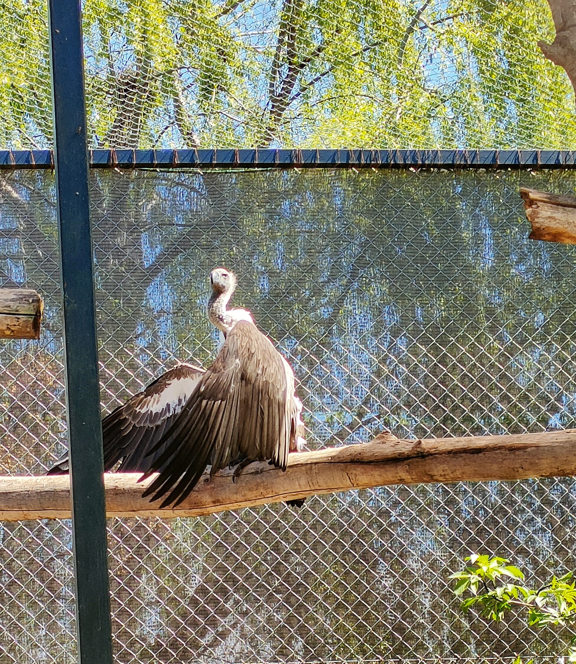 ¡Acompáñanos a Zoo Koki!