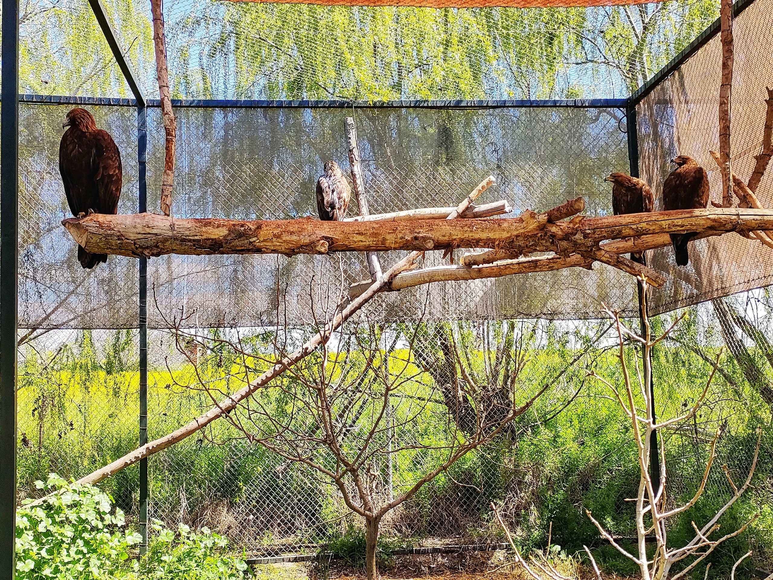 ¡Acompáñanos a Zoo Koki!