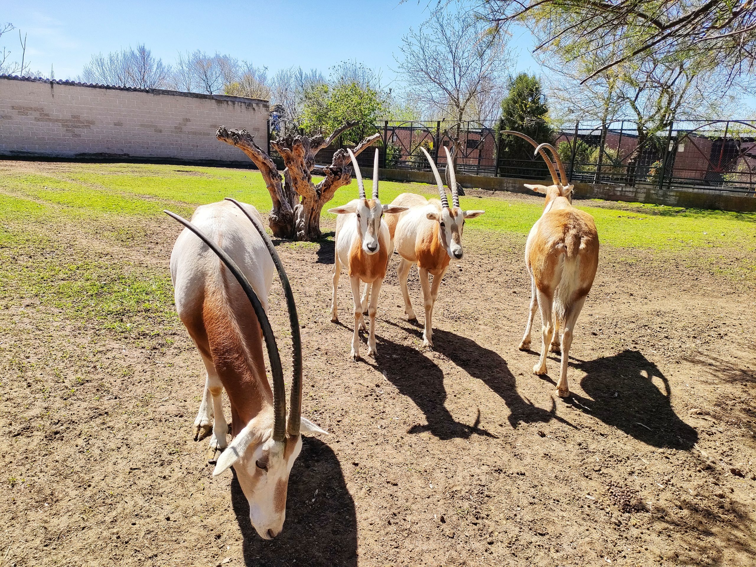 ¡Acompáñanos a Zoo Koki!