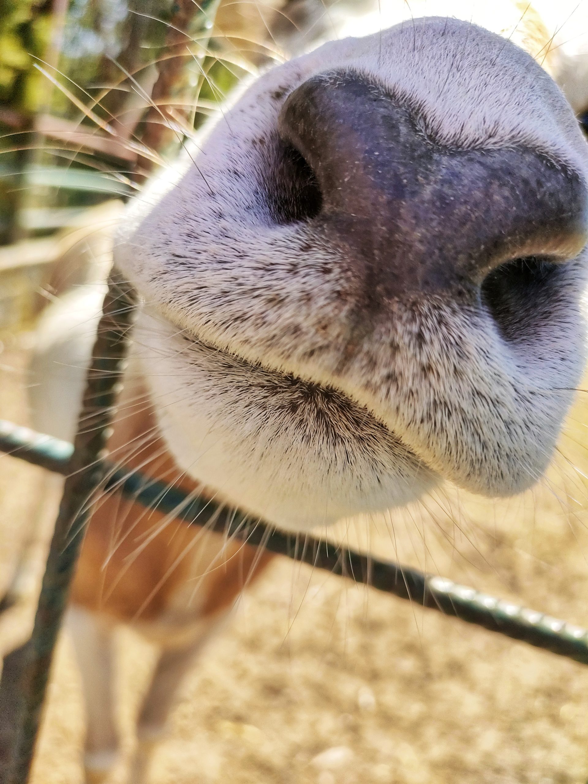 ¡Acompáñanos a Zoo Koki!