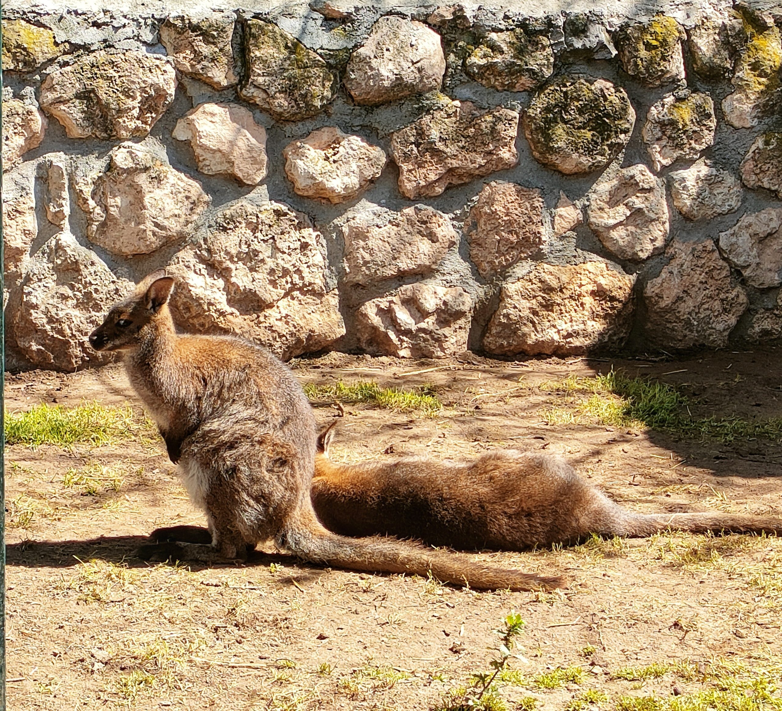 ¡Acompáñanos a Zoo Koki!