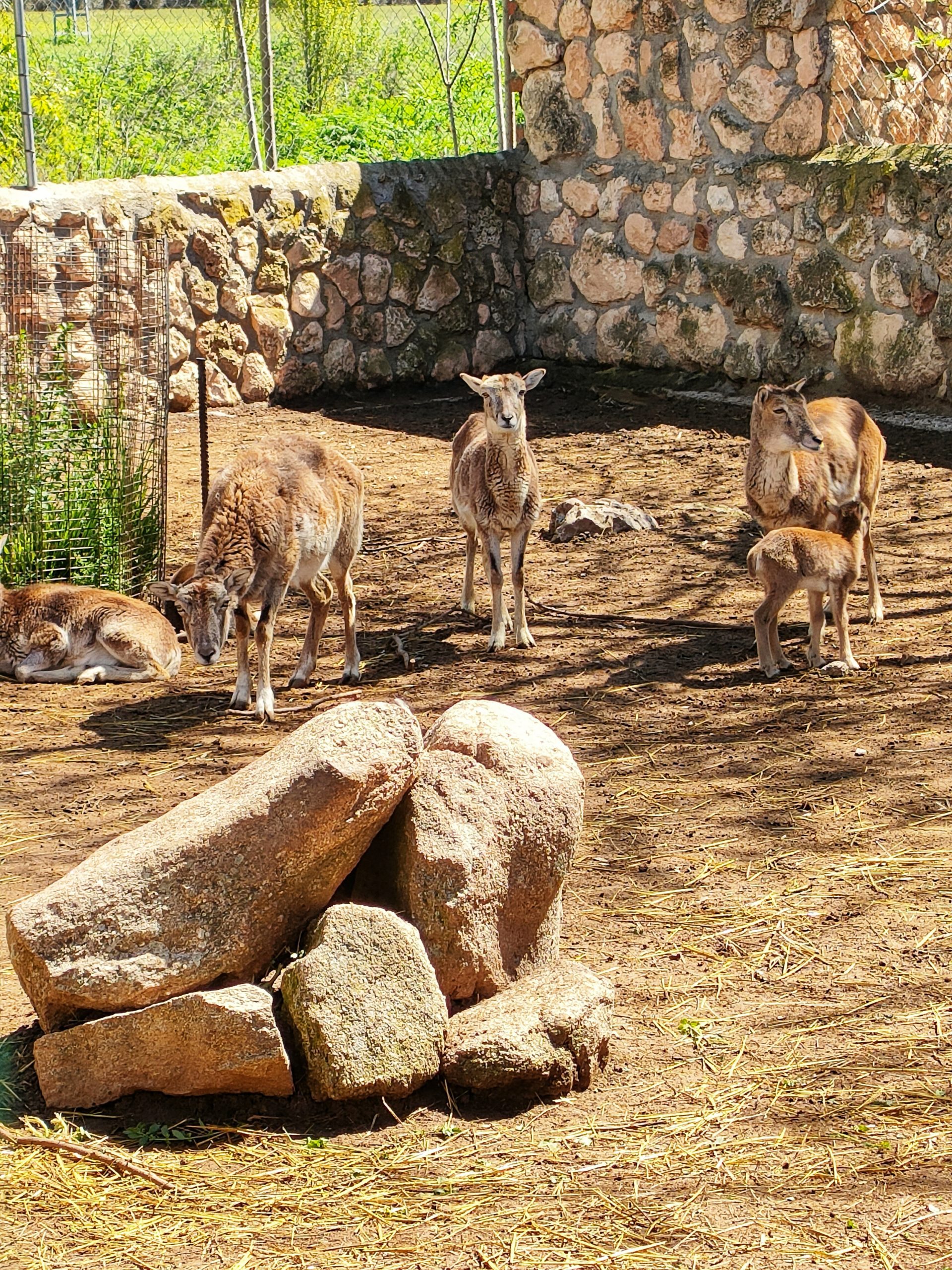 ¡Acompáñanos a Zoo Koki!