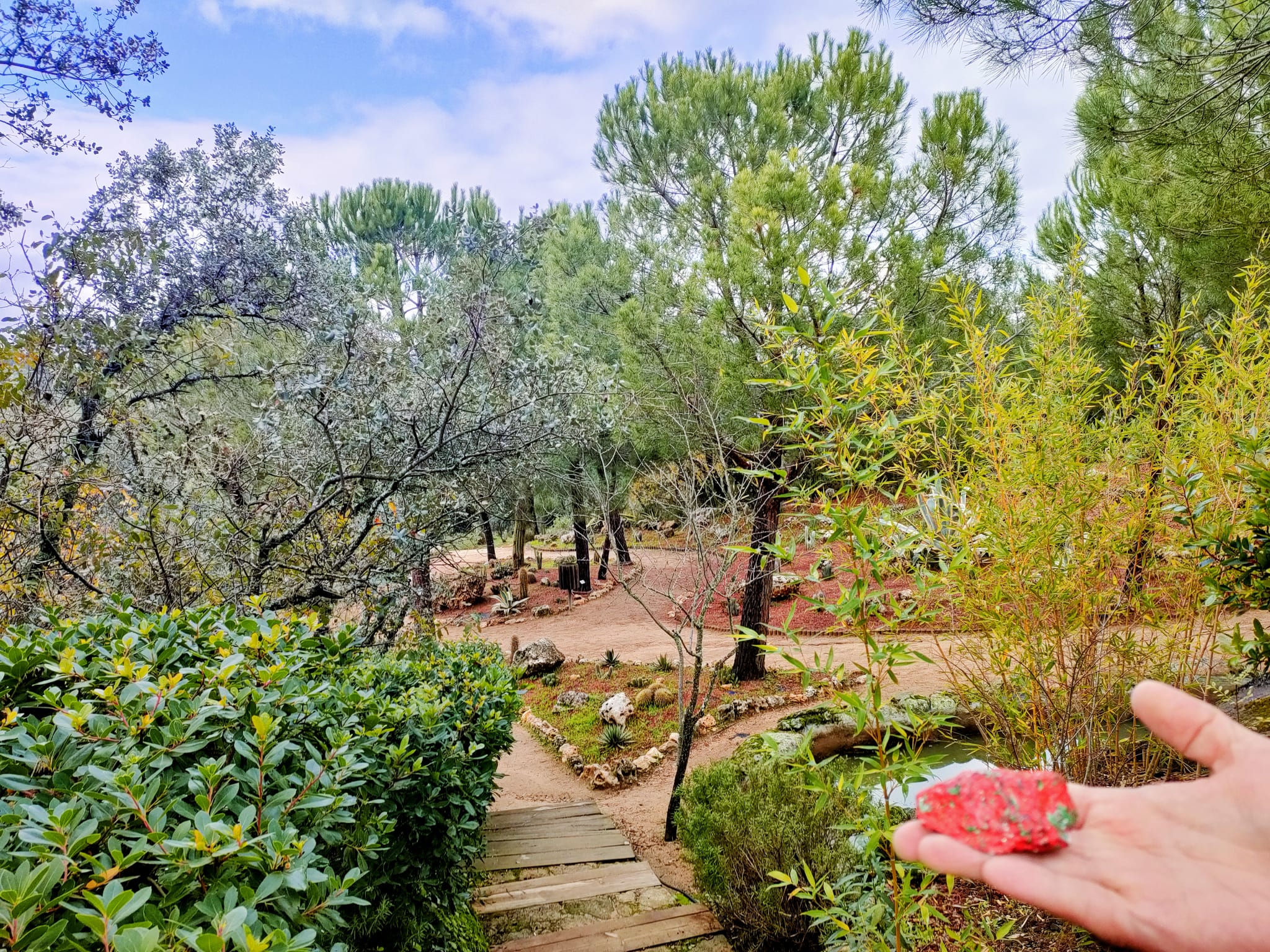 La Piedra Viajera en el Bosque Encantado