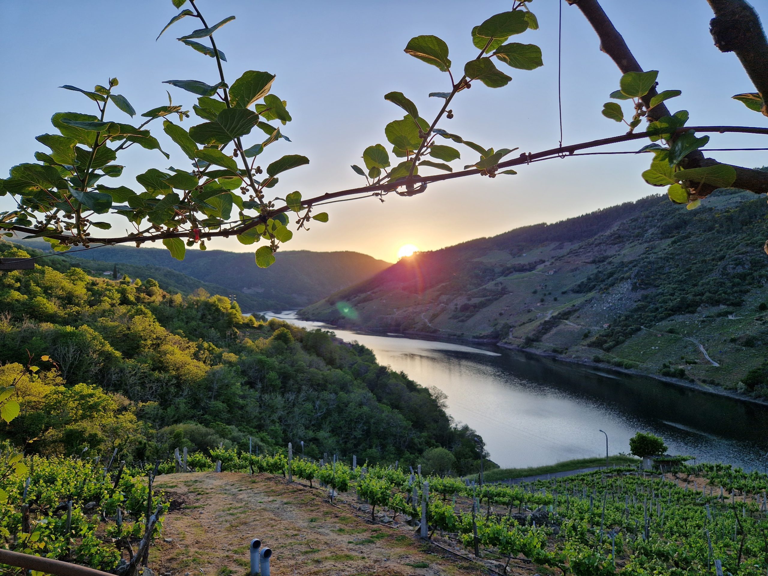 Descubre la viticultura heroica con estas 3 bodegas de la Ribeira Sacra 