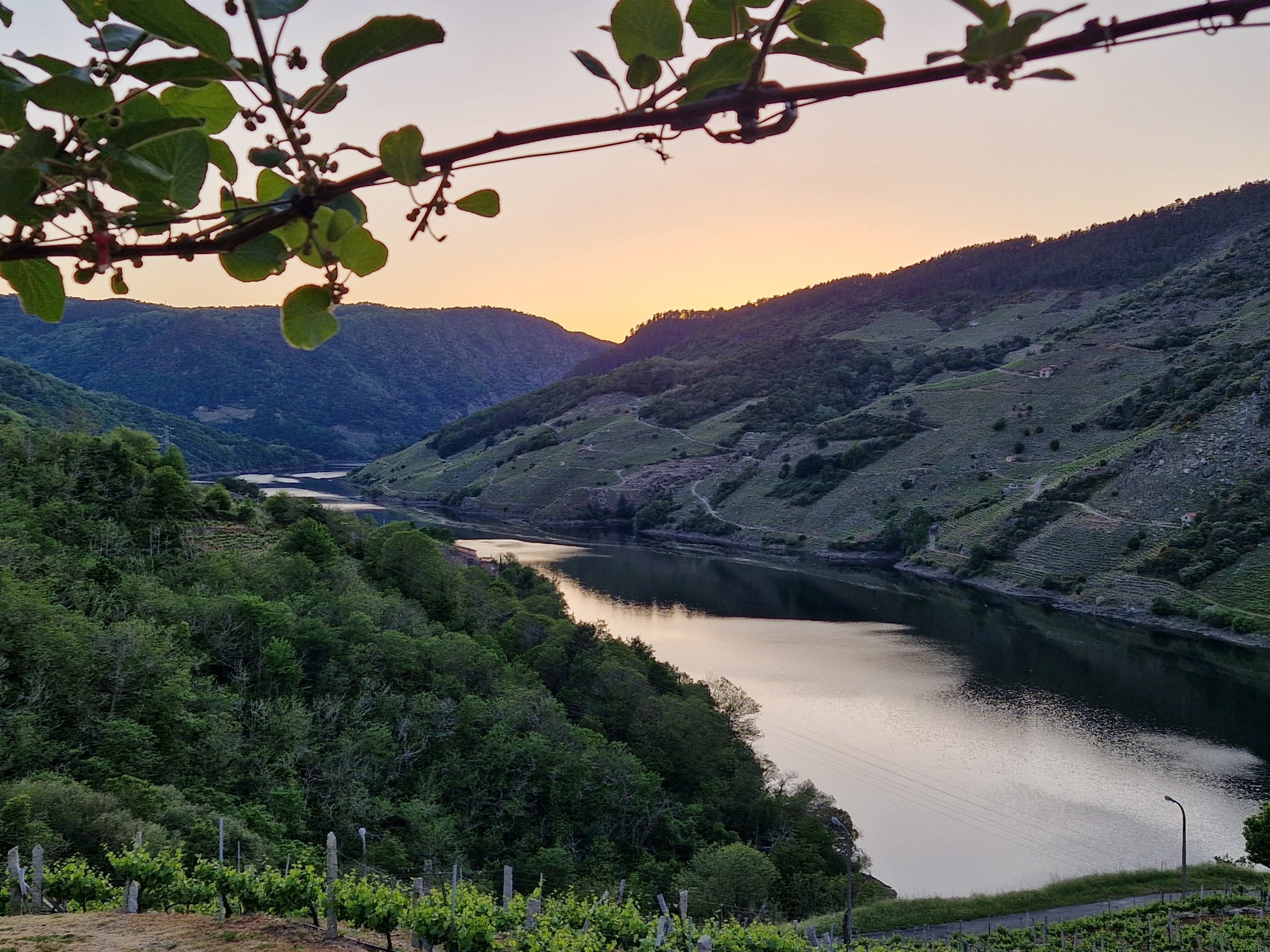 Descubre la viticultura heroica con estas 3 bodegas de la Ribeira Sacra 