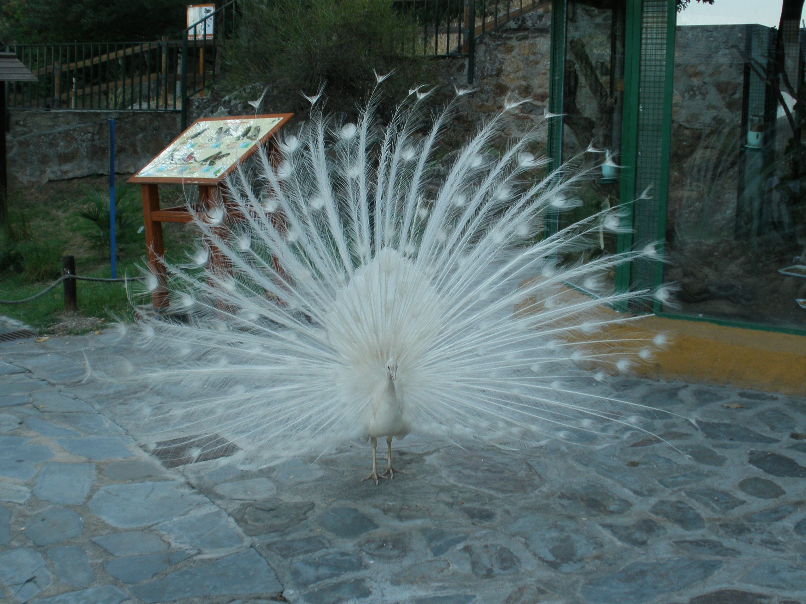 Parque_de_Los_Pinos_(Plasencia)_06