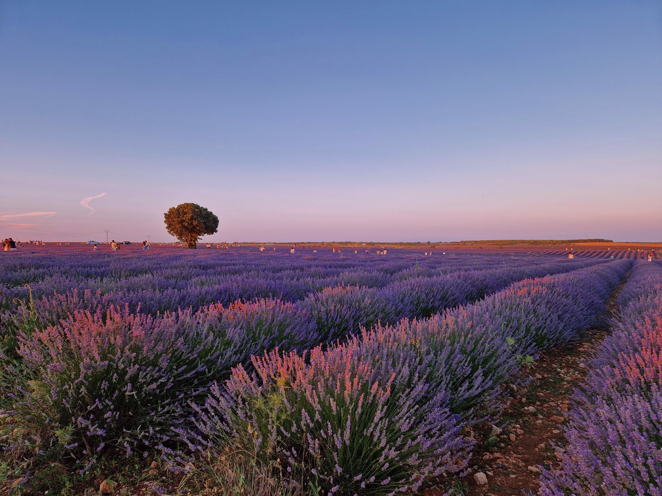 Campos de lavanda en Brihuega: Lo que nadie te cuenta (y deberías saber)