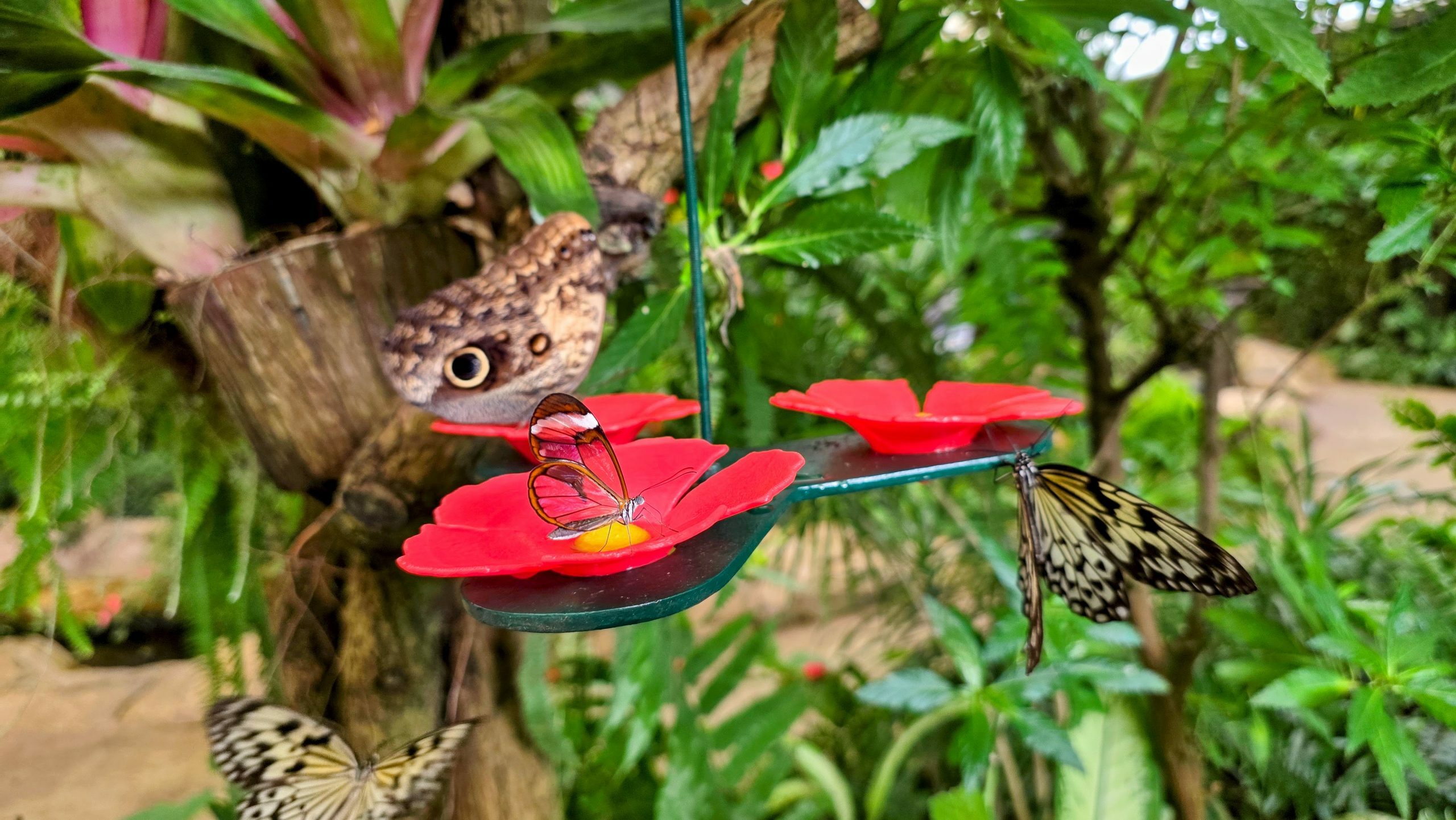 Mariposario Benalmádena Mariposario de Benalmádena: Qué ver, cómo llegar y por qué merece la pena