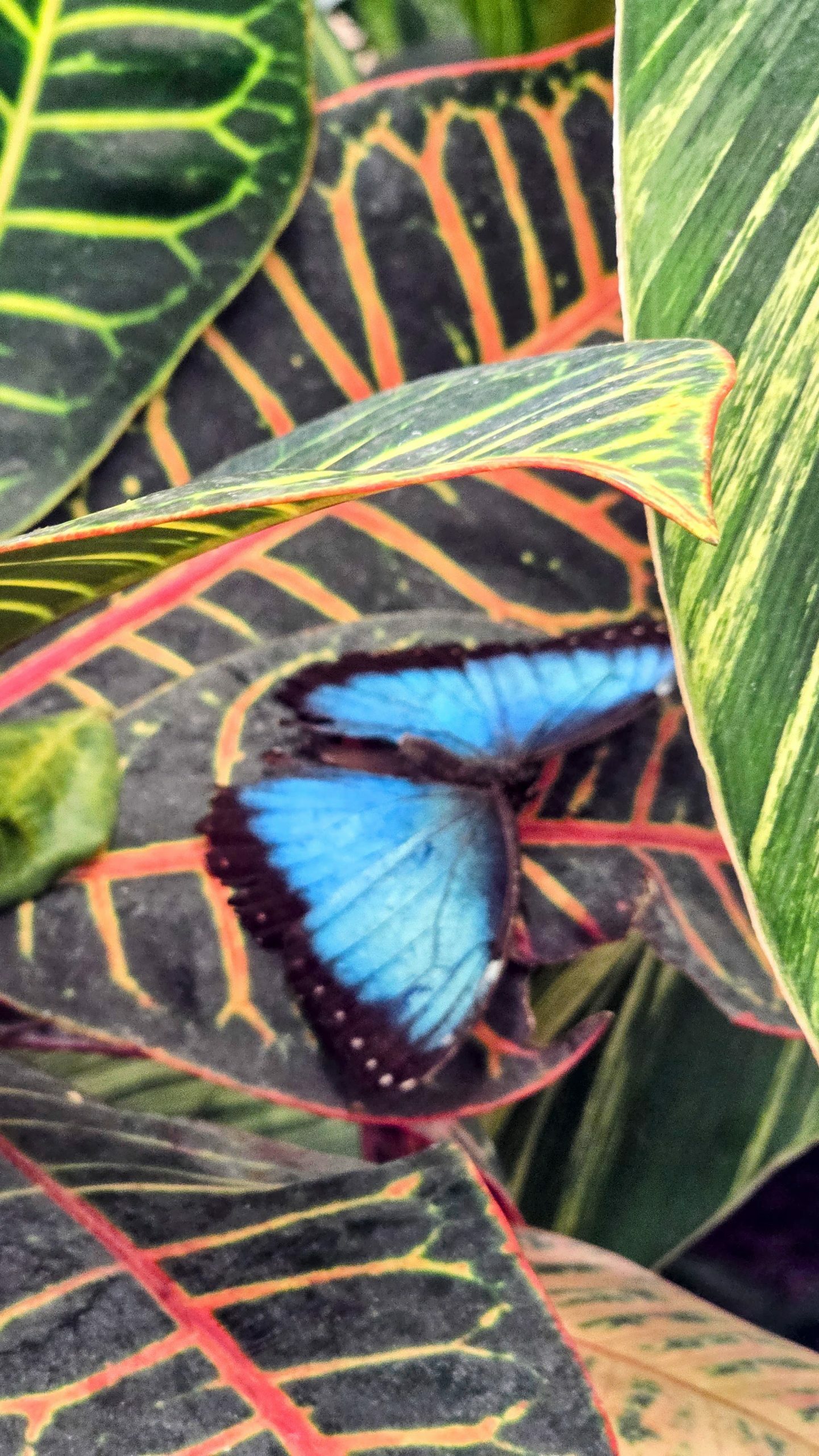 Mariposario Benalmádena