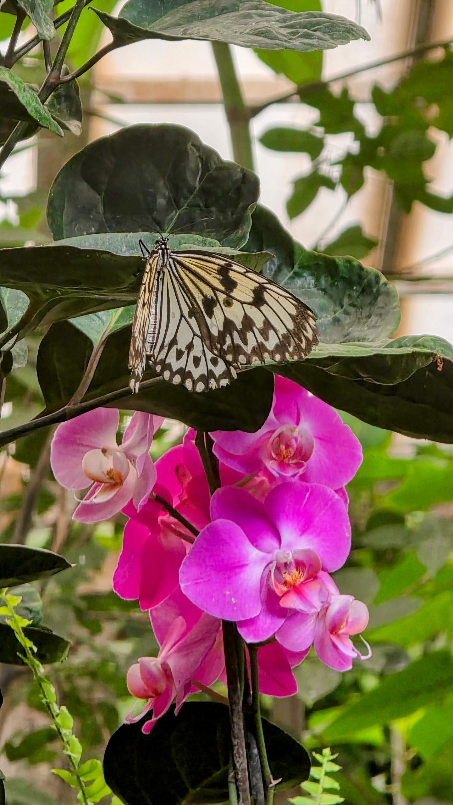 Mariposario Benalmádena