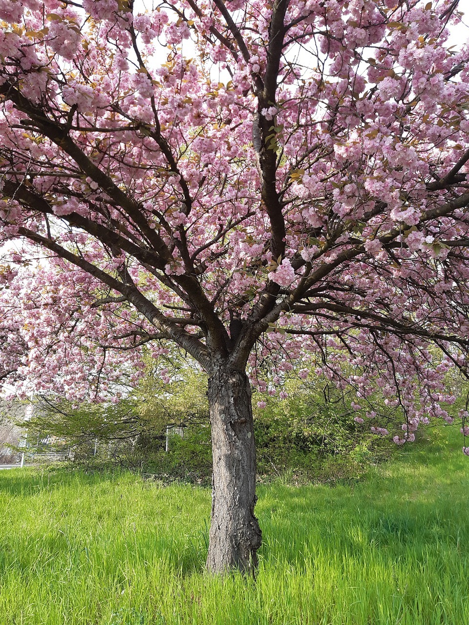 Dónde viajar en abril en España: 12 escapadas entre floración, mar y ciudades con alma