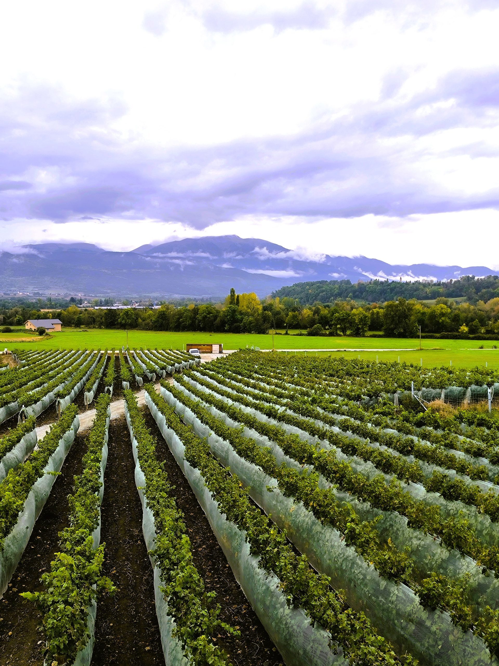 Domaine Col Rouge Cerdanya